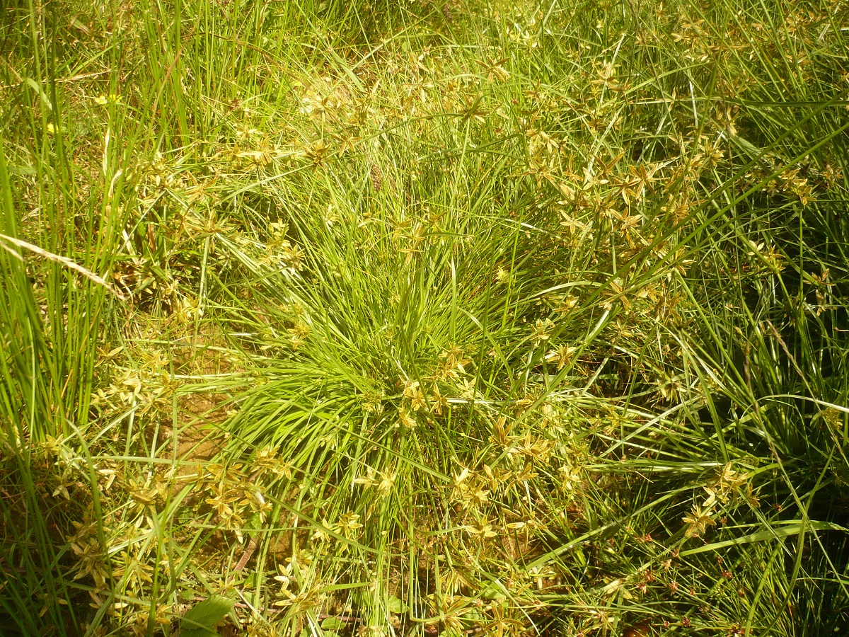 Cyperus flavescens (Cyperaceae)
